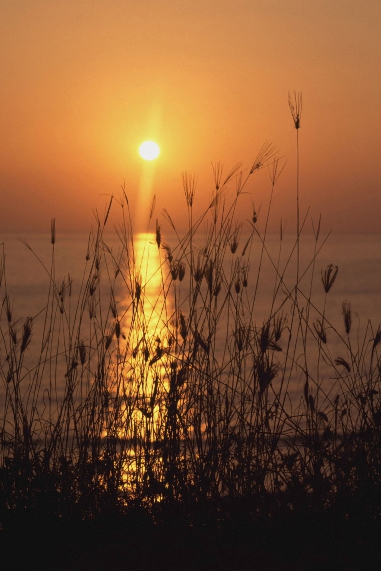 Sunset Over Pacific Canvas Art - James Sparshatt Design Pics (12 x 18)