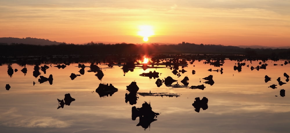 Sunset Over Water In Gearagh Nature Reserve Macroom County Cork Ireland Canvas Art - Peter Zoeller Design Pics (44 x 20)