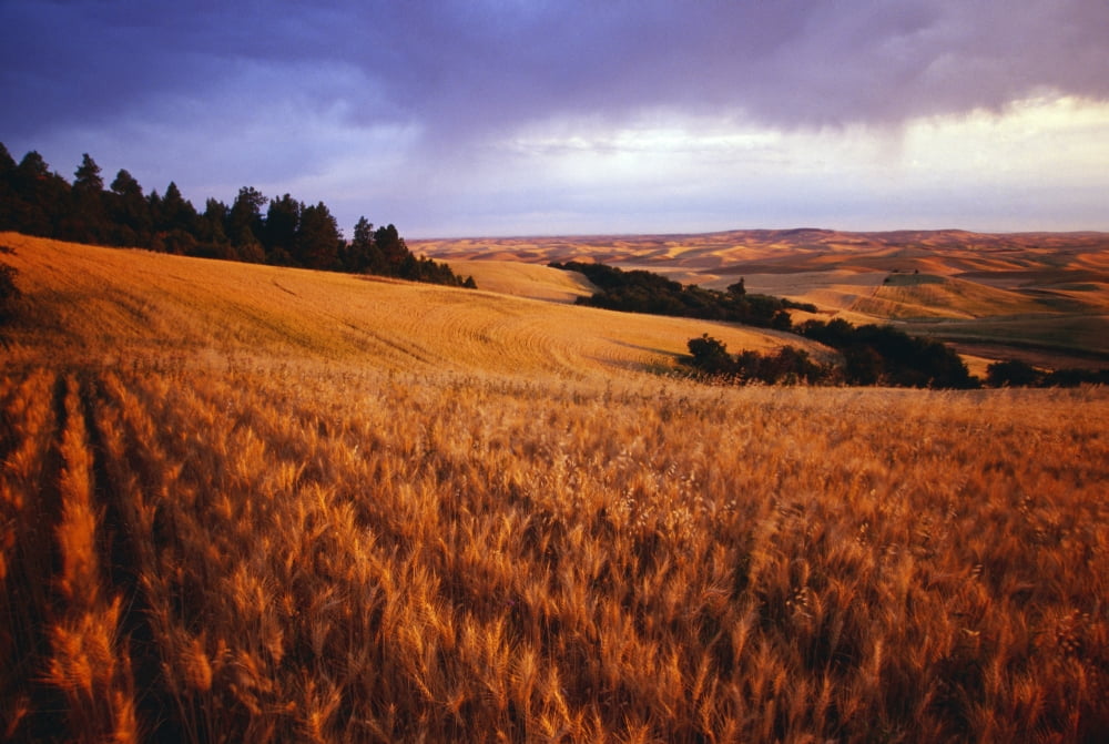Sunset Over Wheat Field On Steptoe Butte Canvas Art - Natural Selection Craig Tuttle Design Pics (18 x 12)
