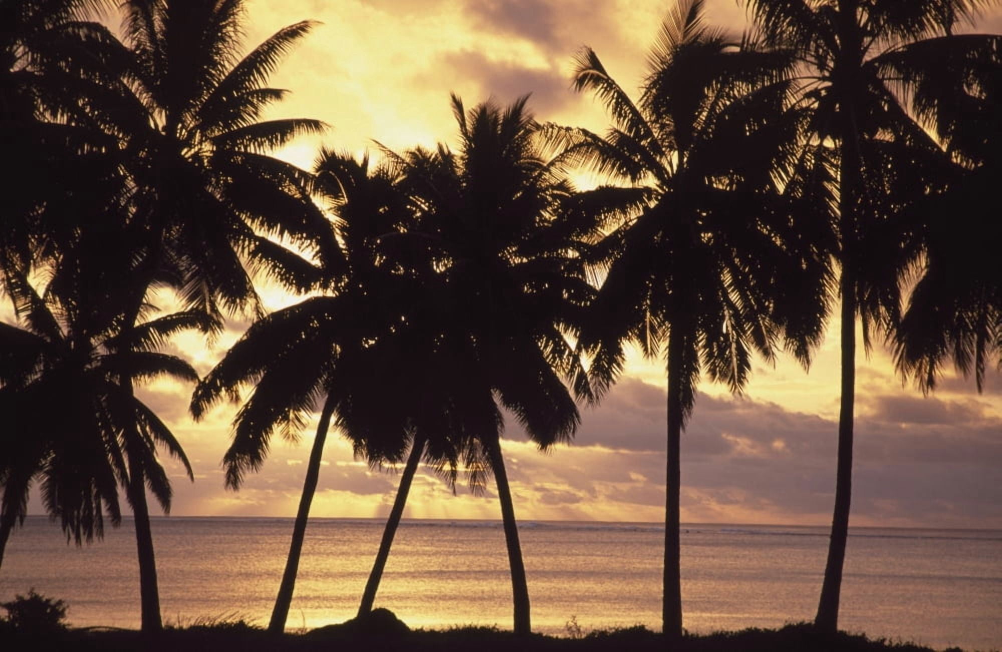 Sunset (Palm Trees In Silhouette)AitutakiCook Islands Canvas Art - Paul Miles Design Pics (38 x 24)