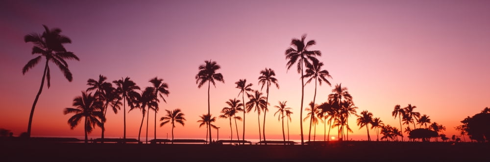 Sunset Palm Trees Oahu Island HI USA Canvas Art - Panoramic Images (27 x 9)