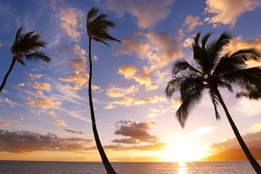 Sunset Palm Trees in Hawaii Canvas Art - Design Pics Vibe Design Pics (17 x 11)