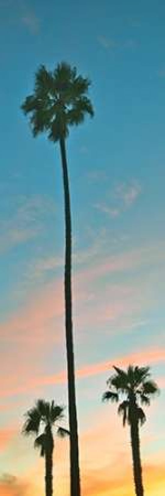 Sunset Palms Canvas Art - Gail Peck (12 x 36)