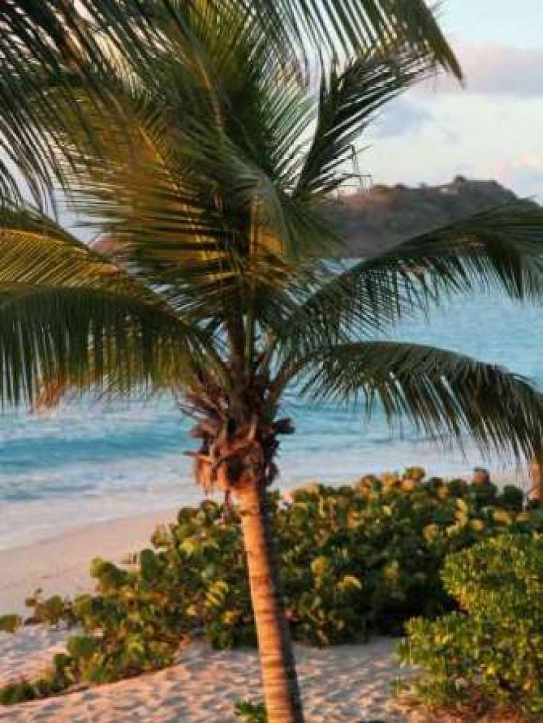 Sunset Palms I Canvas Art - Susan Bryant (22 x 28)