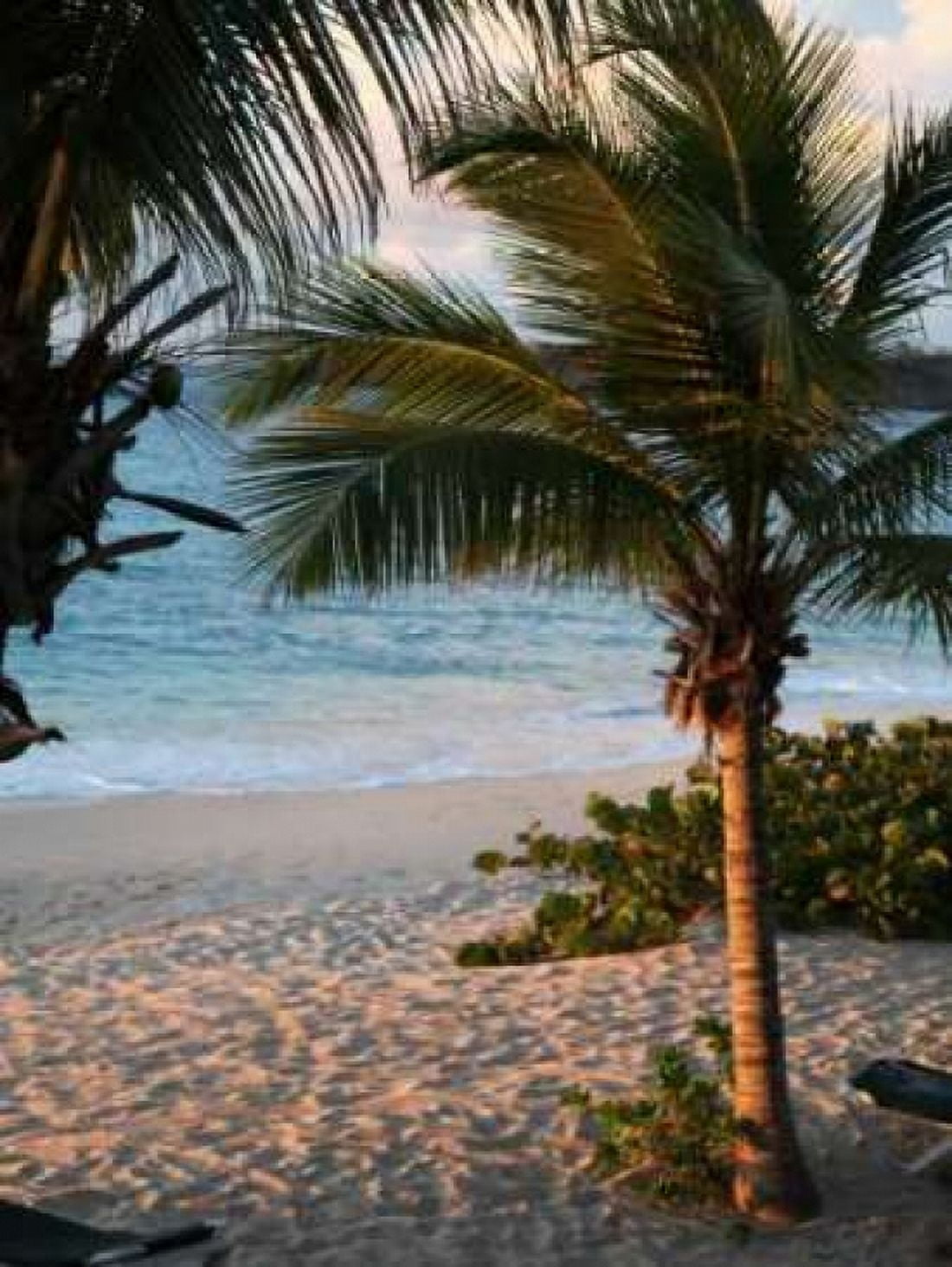 Sunset Palms II Canvas Art - Susan Bryant (22 x 28)
