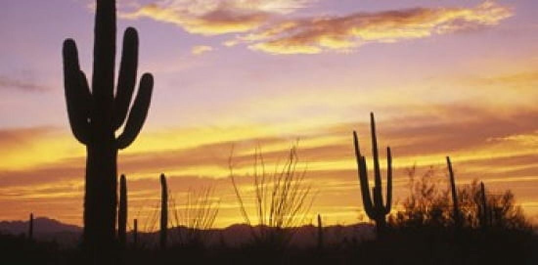 Sunset Saguaro Cactus Saguaro National Park AZ Canvas Art - Panoramic Images (24 x 12)