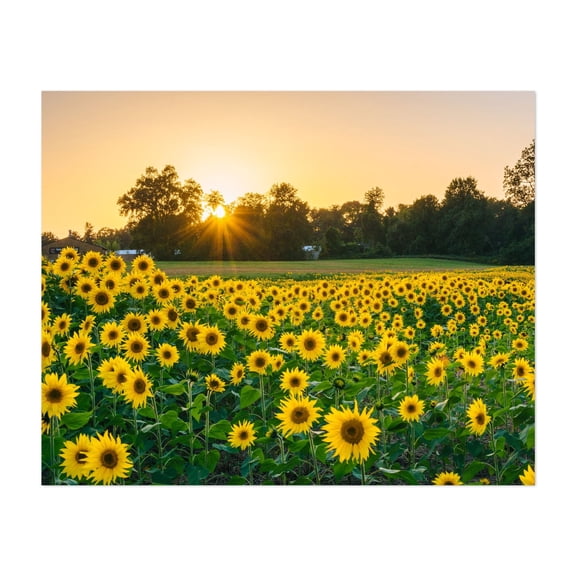 Sunset Sunflowers - Maryland Photography Sunset Flowers Floral Nature Landscape Scenic Summer Unframed Wall Art Print 16 x 24 inches