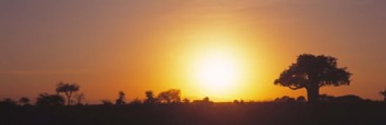 Sunset Tarangire Tanzania Africa Canvas Art - Panoramic Images (36 x 12)