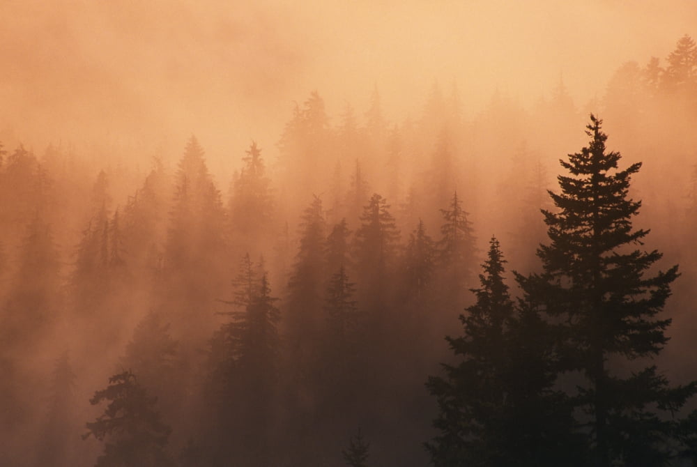 Sunset Through Dense Fog Pine Tree Silhouettes Mount Hood National Forest Canvas Art - Natural Selection Craig Tuttle  Design Pics (36 x 24)