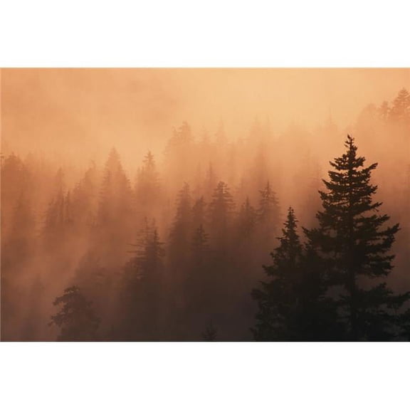 Sunset Through Dense Fog Pine Tree Silhouettes Mount Hood National Forest Poster Print by Natural Selection Craig Tuttle, 18 x 12