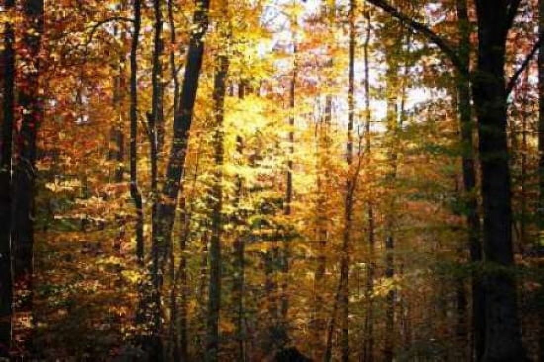 Sunset Through the Woods I Canvas Art - Alan Hausenflock (20 x 28)