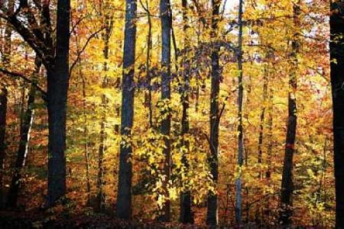 Sunset Through the Woods II Canvas Art - Alan Hausenflock (20 x 28)