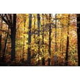 thumbnail image 1 of Sunset Through the Woods II Poster Print by Alan Hausenflock (10 x 14), 1 of 1