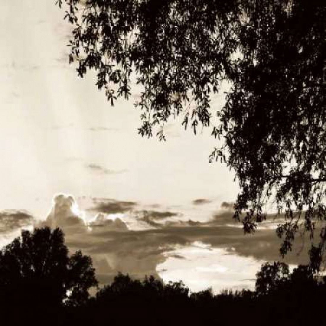 Sunset Trees Sepia Sq I Canvas Art - Alan Hausenflock (24 x 24)