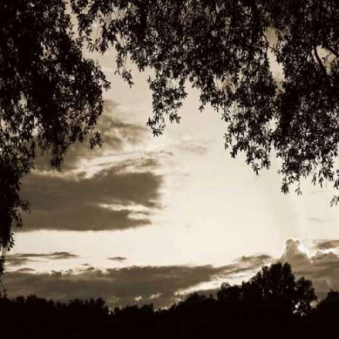 Sunset Trees Sepia Sq II Canvas Art - Alan Hausenflock (24 x 24)