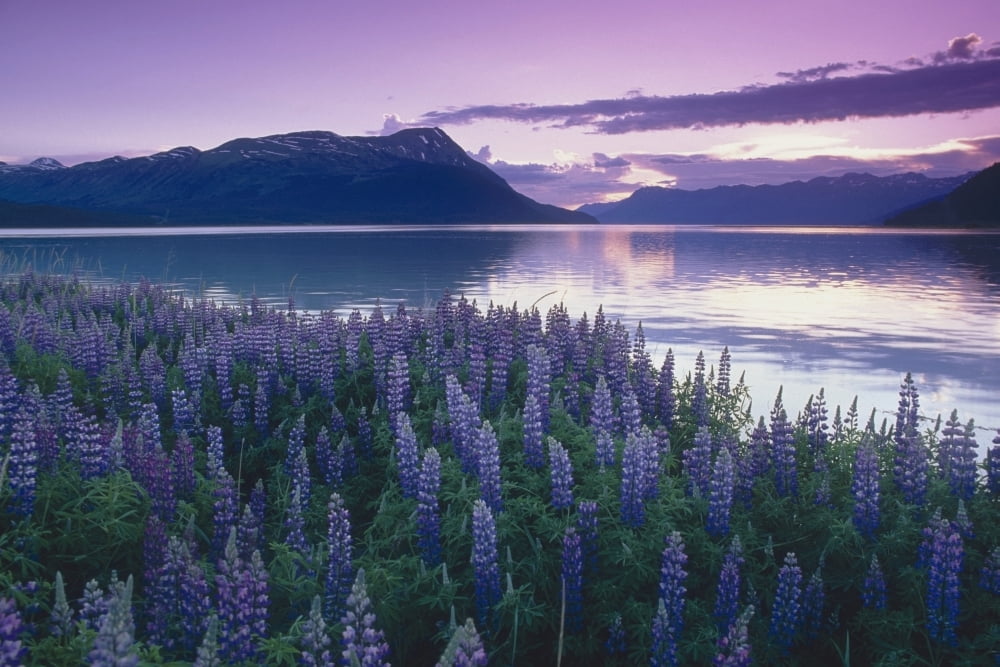 Sunset Turnagain Arm Field Of Lupine Southcentral Ak Summer Scenic Canvas Art - Michael DeYoung Design Pics (19 x 12)