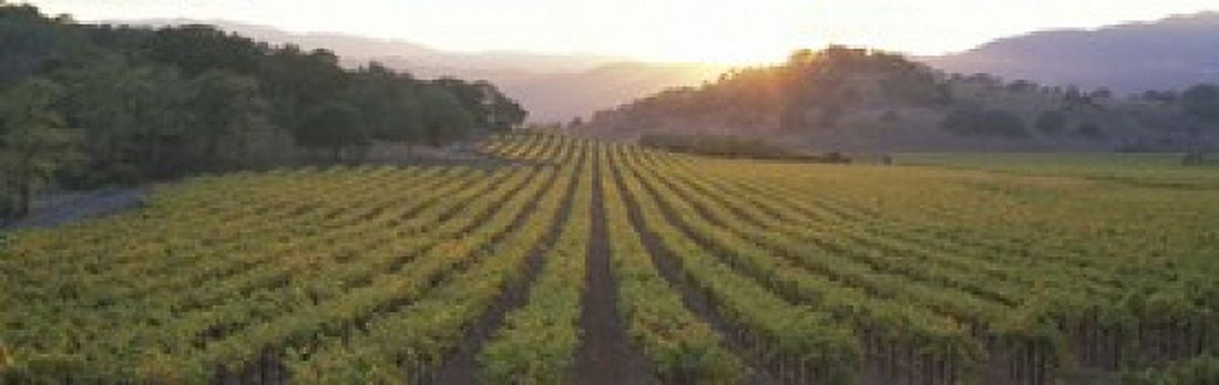 Sunset Vineyard Napa Valley California USA Canvas Art - Panoramic Images (18 x 6)