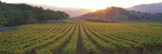 Sunset Vineyard Napa Valley California USA Canvas Art - Panoramic Images (36 x 12)