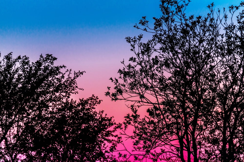 Sunset and Trees Reykjavik Iceland Canvas Art - Panoramic Images (27 x 9)