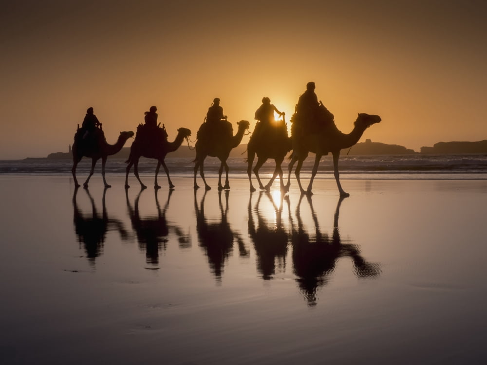 Sunset camel trek on the beach Essaouira Morocco Canvas Art - Charles Bowman Design Pics (38 x 28)