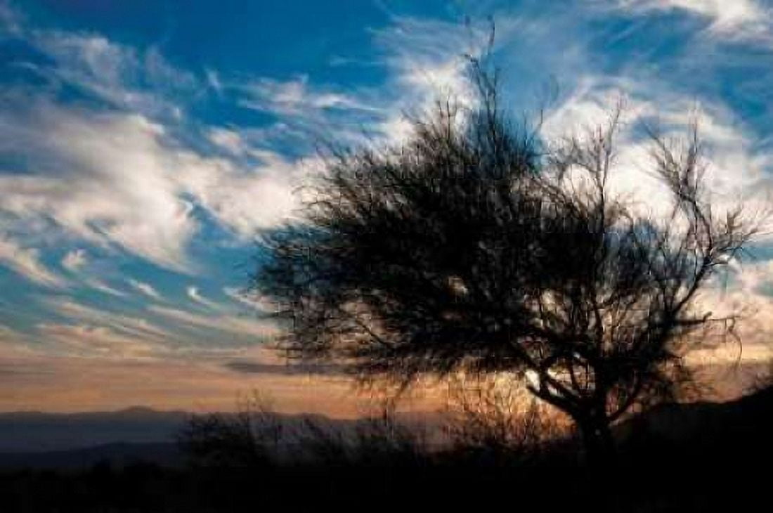 Sunset in Joshua Tree I Canvas Art - Erin Berzel (20 x 28)