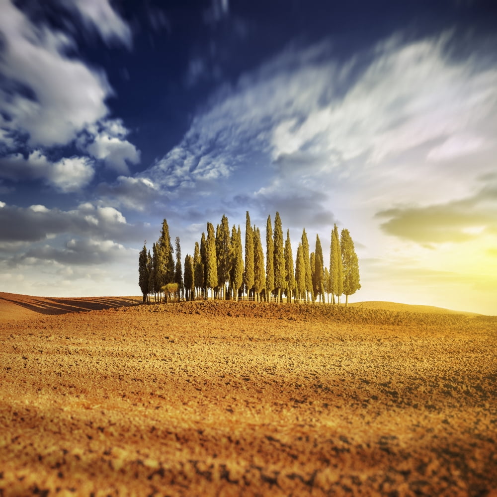 Sunset in a golden field with a row of cypress trees Italy Tuscany Canvas Art - Evgeny KuklevStocktrek Images (29 x 29)