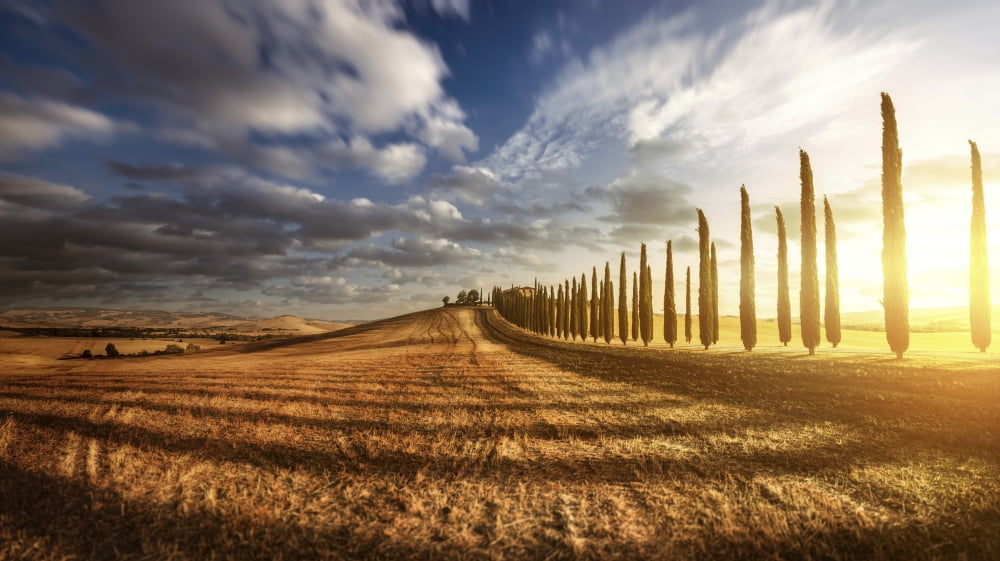 Sunset in a golden field with an alley of cypress trees Tuscany Italy Canvas Art - Evgeny KuklevStocktrek Images (19 x 11)