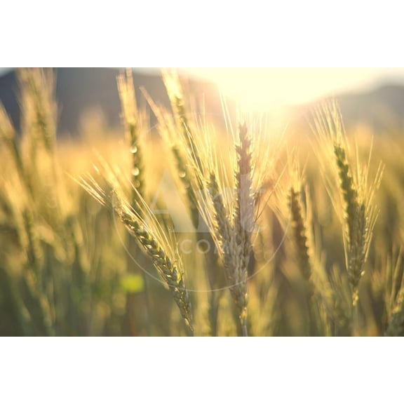 Sunset over Wheat Field, Scenic Seasons Unframed Photographic Print Wall Art by DambrAles Sold by Art.Com