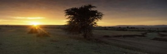 Sunset over a landscape Masai Mara National Reserve Great Rift Valley Kenya Canvas Art - Panoramic Images (36 x 12)