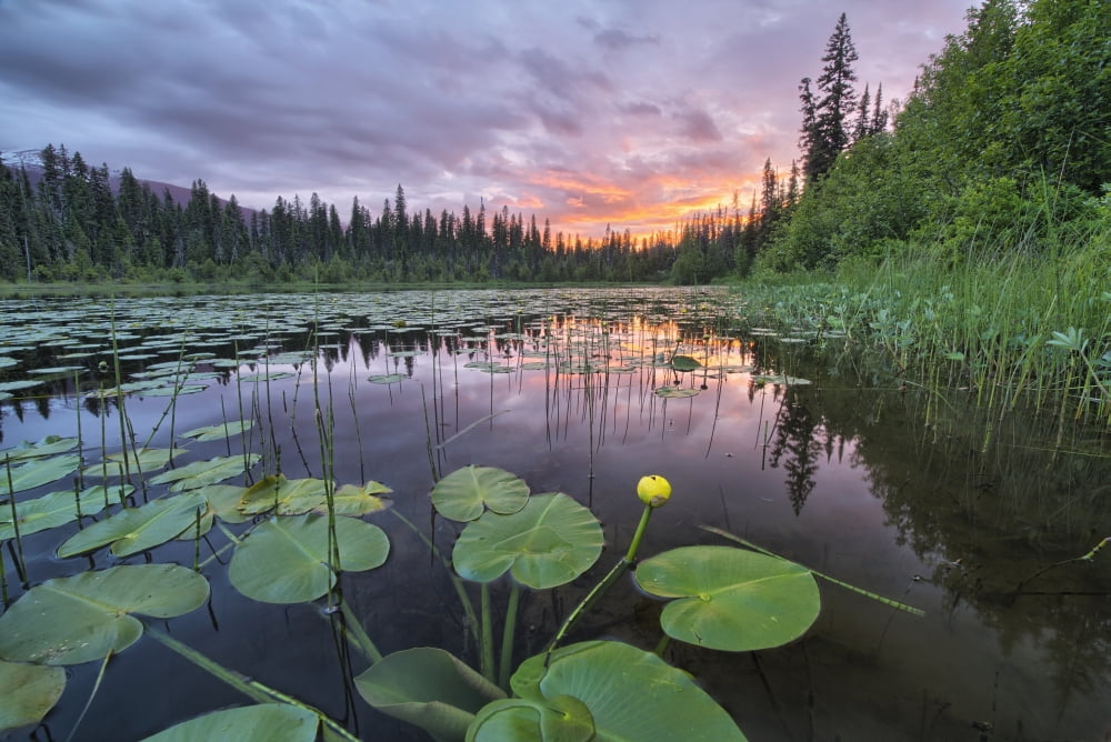 Sunset over an unnamed lake with water lilies along the Yellowhead Highway British Columbia Canada Canvas Art - Robert Postma Design Pics (36 x 24)