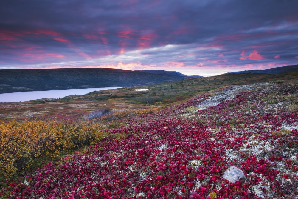 Sunset over fall colors at Wonder Lake Denali National Park & Preserve Alaska Canvas Art - Carl Johnson Design Pics (38 x 24)