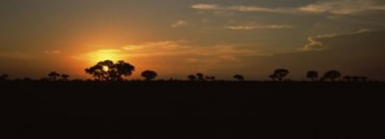 Sunset over the savannah plains Kruger National Park South Africa Canvas Art - Panoramic Images (36 x 13)