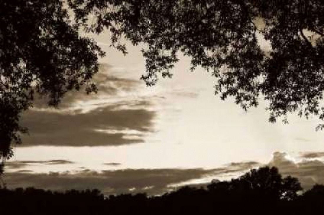 Sunset through Trees II Canvas Art - Alan Hausenflock (20 x 28)
