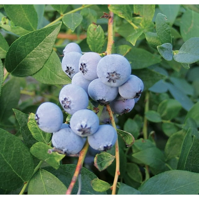 Sunshine Blue Blueberry Plant Live Plant in a 2 Inch Growers Pot Vaccinium Edible Fruit