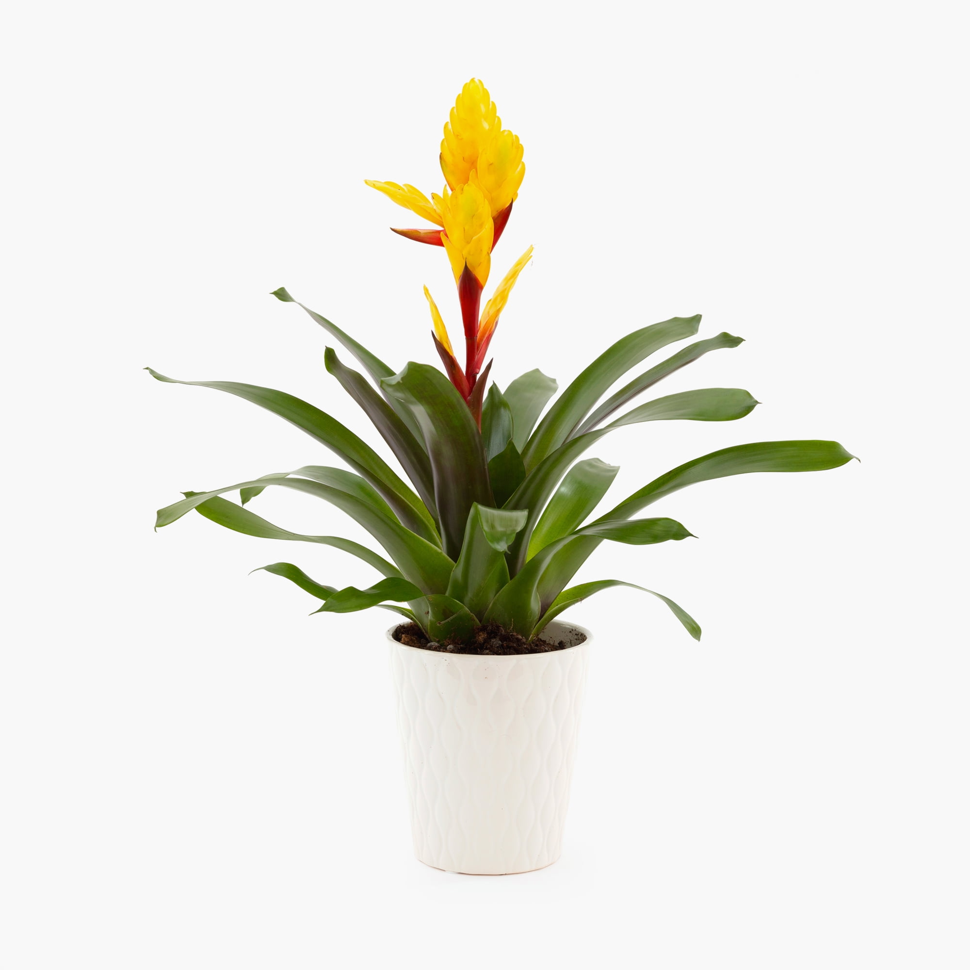 Sunshine Bromeliad