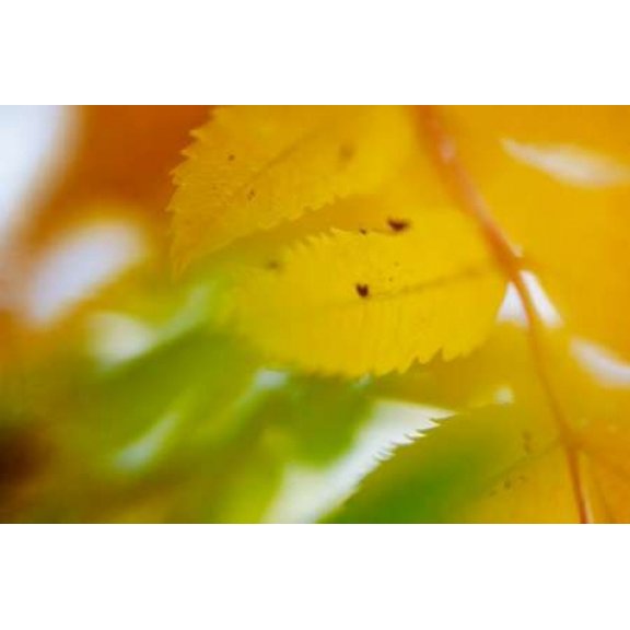 Sunshine Leaves Canvas Art - Roberta Murray (12 x 18)