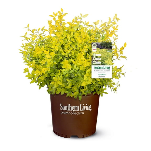 Southern Living Sunshine Ligustrum Live Shrub in 2.5-Quart Grower Pot