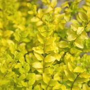 Sunshine Ligustrum (2 Gallon) Evergreen Shrub with Bright Yellow Foliage - Full Sun Live Outdoor Plant - Southern Living Plant Collection