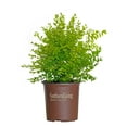 thumbnail image 1 of Southern Living Sunshine Ligustrum Live Shrub in 2-Gallon Grower Pot, 1 of 8