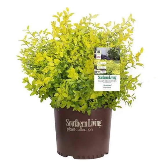 Sunshine Ligustrum - Ligustrum sinense 'Sunshine'
