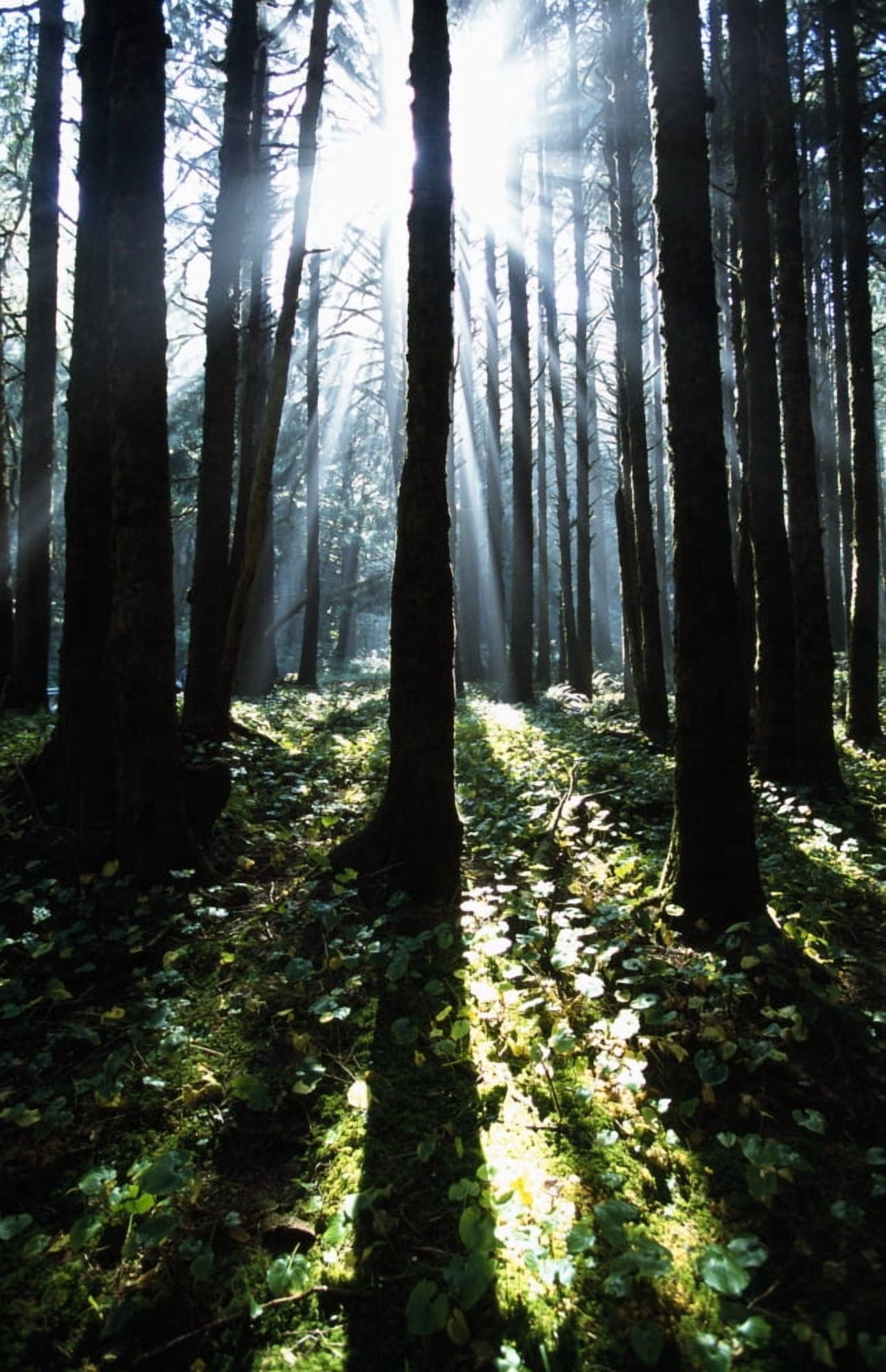 Sunshine Through Fog And Trees Canvas Art - Natural Selection Craig Tuttle Design Pics (24 x 36)