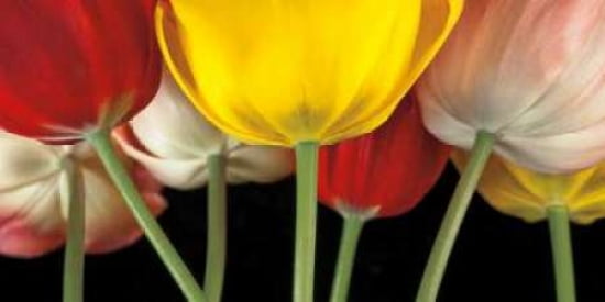 Sunshine Tulips Canvas Art - Assaf Frank (10 x 20)