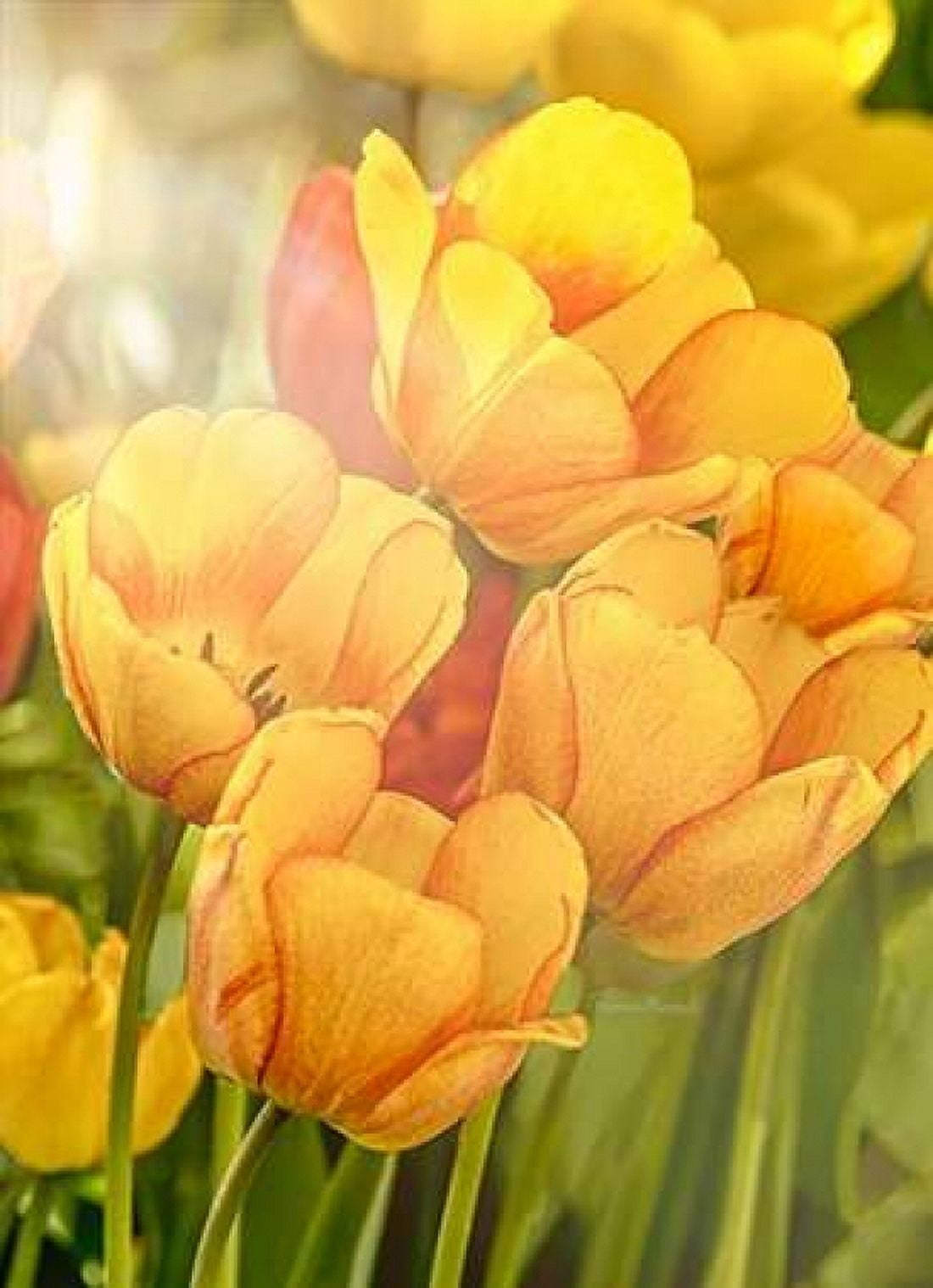 Sunshine Tulips Canvas Art - Ramona Murdock (18 x 24)