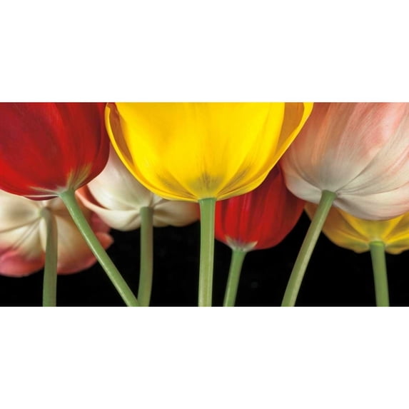Sunshine Tulips Poster Print by Assaf Frank (20 x 10)