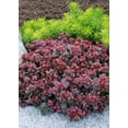 thumbnail image 1 of Sunsparkler® Blue Elf Sedum - Stonecrop-Magic in the Sun- Live Plant - Quart Pot, 1 of 3