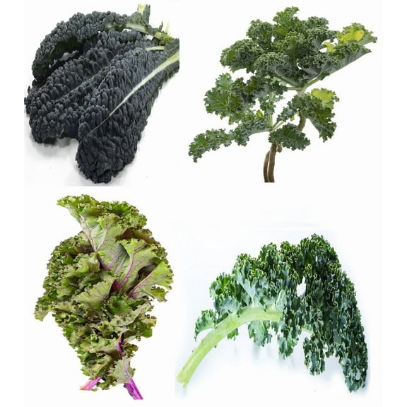 Sunutri Seeds 1000 Kale Planting Seeds