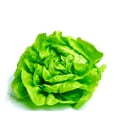 thumbnail image 1 of Sunutri Seeds 1000 Lettuce Plant Seeds, 1 of 2