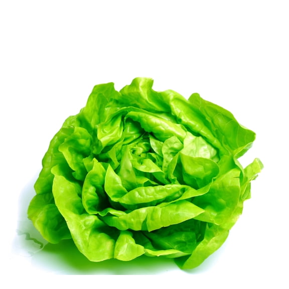 Sunutri Seeds 1000 Lettuce Plant Seeds