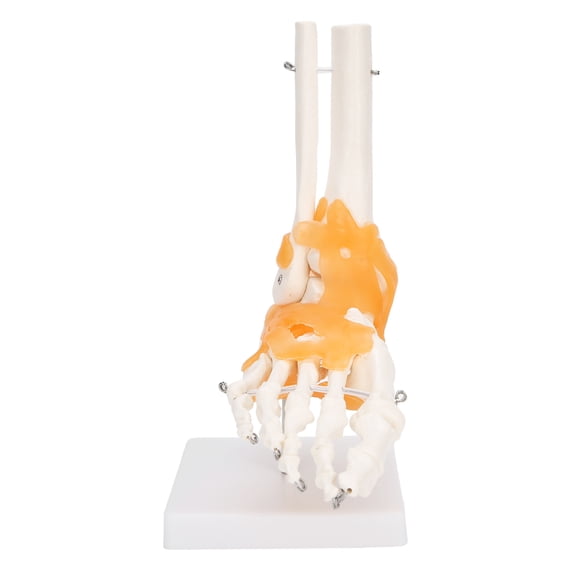 Suodoka 1:1 Human Foot Ankle Bone Skeleton Structure Model Foot Joint Model with Ligaments