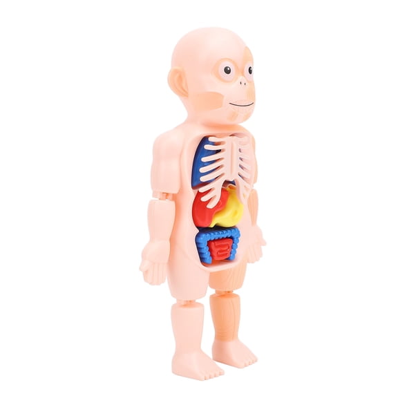 Suodoka Human Body Structure Anatomical Model Detachable Torso Organ Assembly Educational Science Toy Kits Preschool Anatomy Biology Learning Set for Kids Students